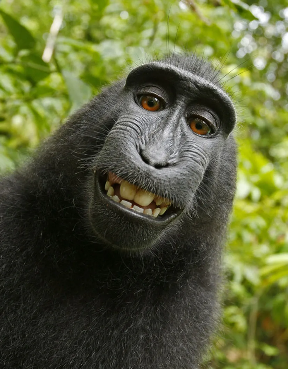 Macaco fofo